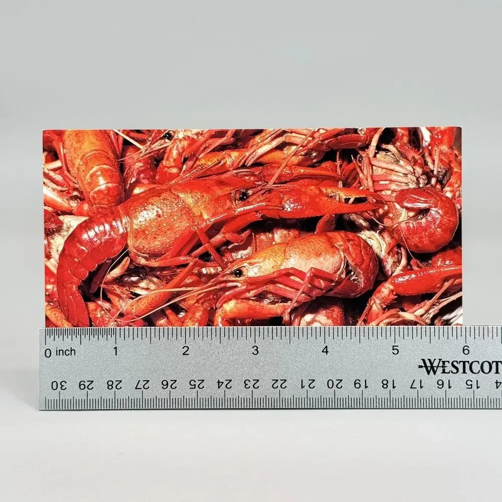 6 Unused Blank Louisiana Vintage Postcards Lot 3 Cajun Crawfish Raisin Cane